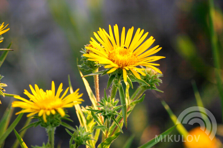 Nature Reserves