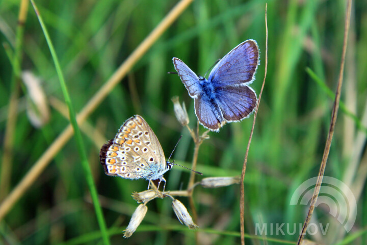 Nature Reserves