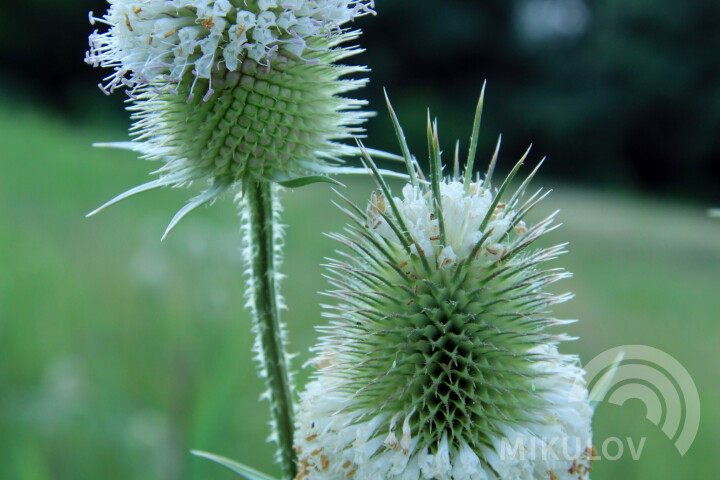 Naturschutzgebiete