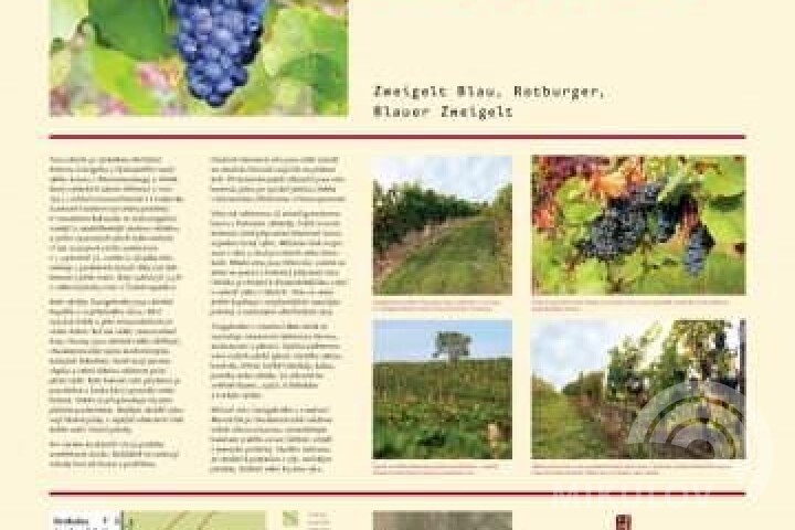 The educational viticulture path Stará Hora