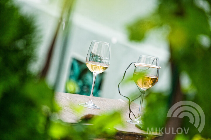 Pálava Vine Harvest