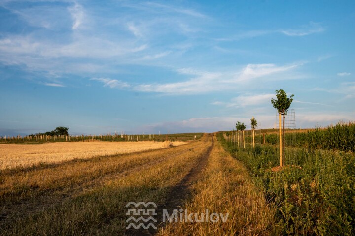Šibeniční vrch