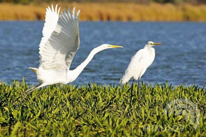 Czaple białe (ardea alba) są ozdobą każdego mokradła