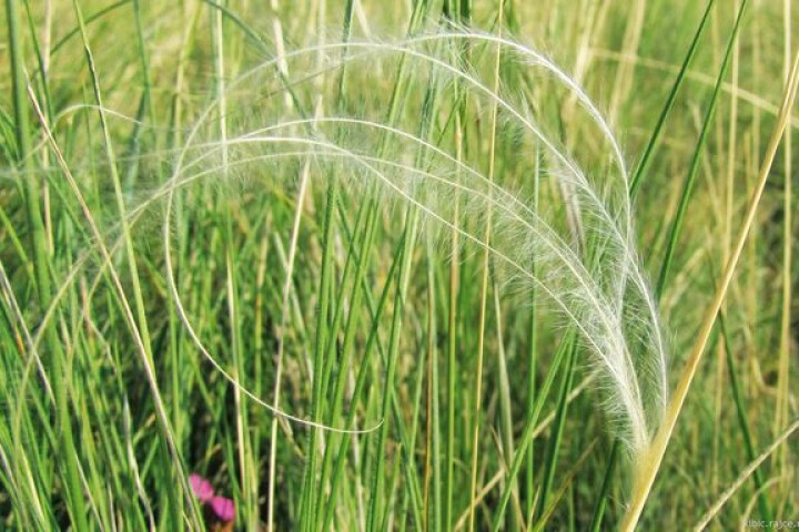 Golden feather grass