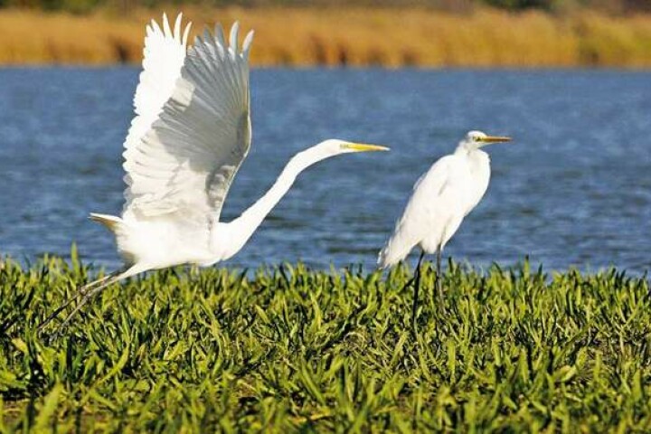 Great Egrets adorn every wetland
