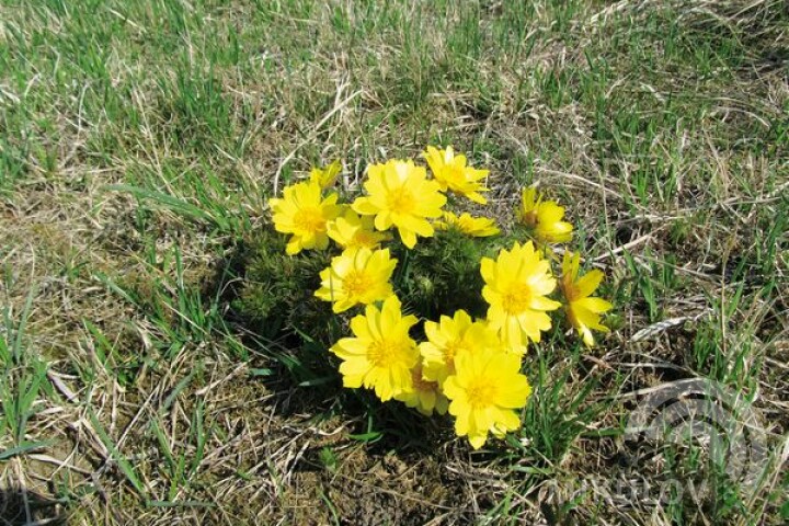 Miłek wiosenny (adonis vernalis)