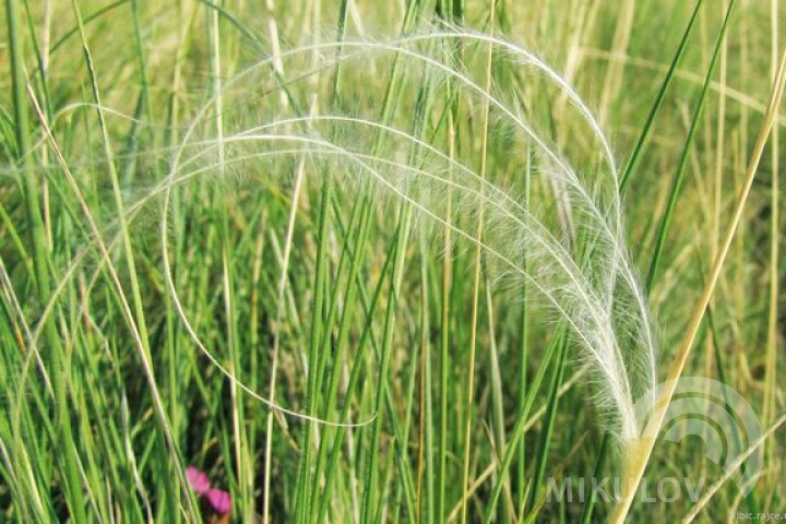 Ostnica powabna (stipa pulcherrima)