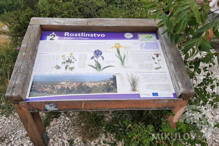 Rostlinstvo