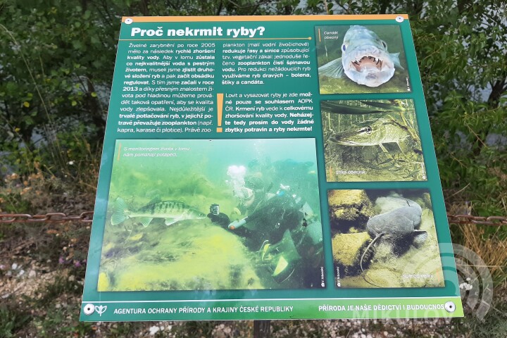 Proč nekrmit ryby?