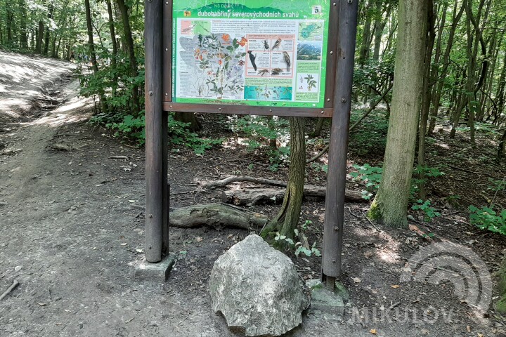 The oak and hornbeam forests on the north-eastern slopes