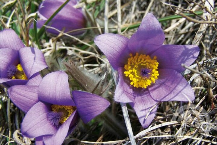 Sasanka wielkokwiatowa (pulsatilla)