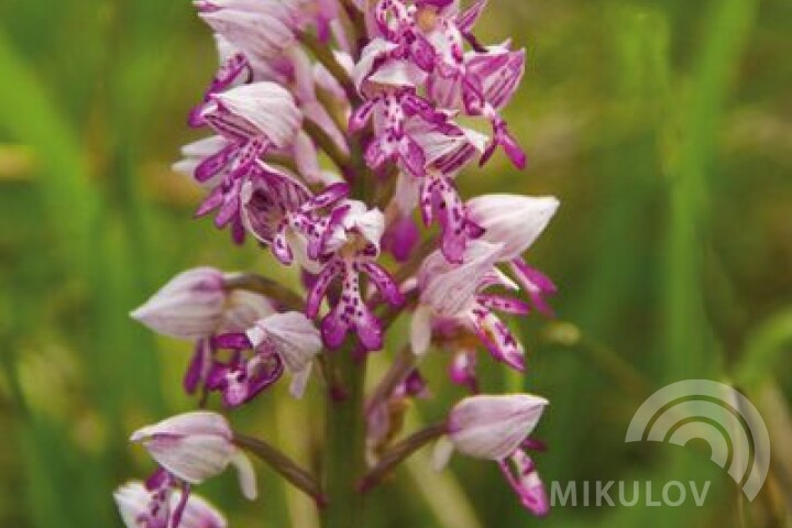 Storczyk kukawka (orchis militaris)