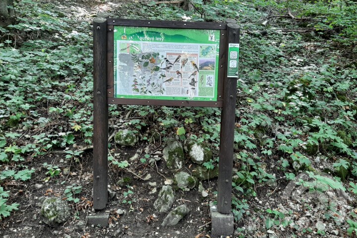 Blockschuttwälder