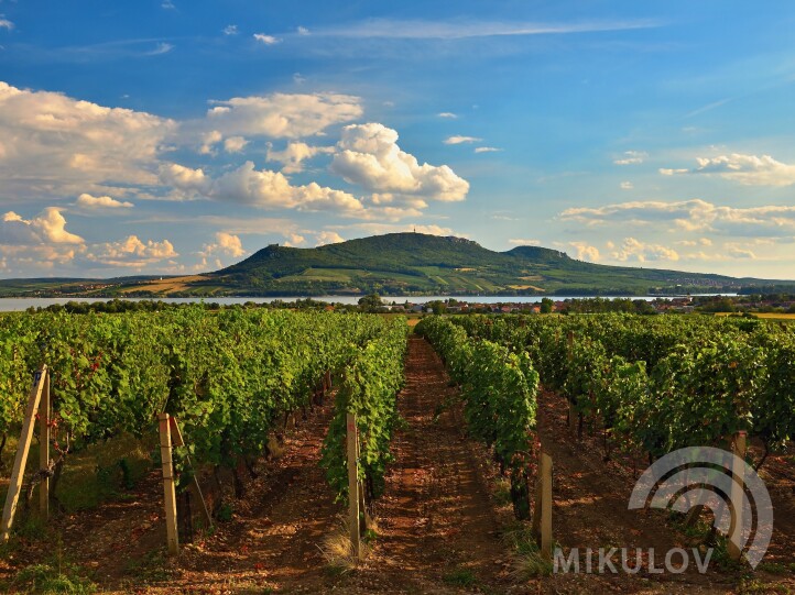 WINE TOURS MORAVIA