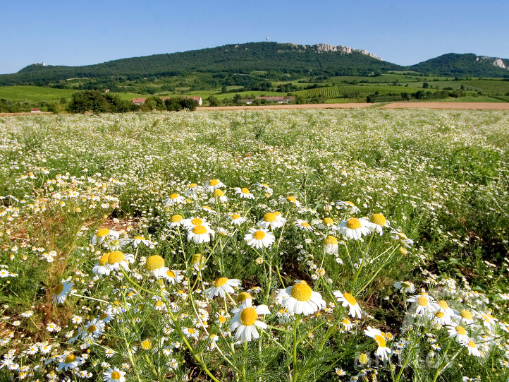 Pálava Nature Reserve