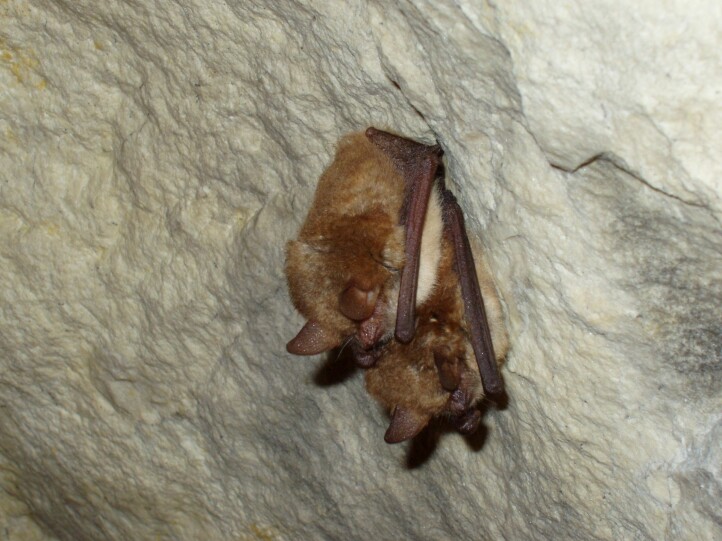 Turold-Höhle