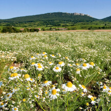 Pálava Nature Reserve