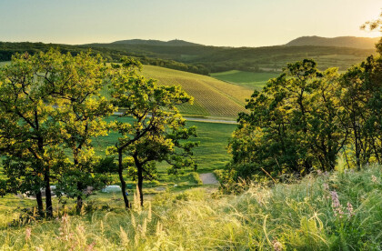 Milovická stráň (Milovice slope)